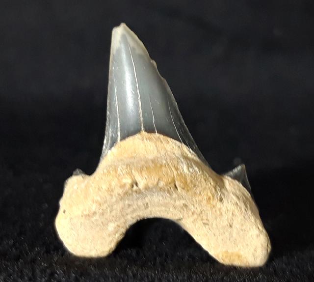 Cretalamna borealis (PRIEM 1897) - Bild &copy; FossNet FossilienStore